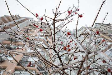 Weather conditions. Red berries in ice hanging on a branch. Winter Ice Age. Frozen berries.
