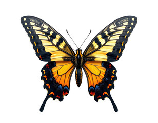 A vibrant, colorful butterfly with open wings on a black background