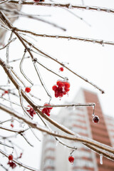 Weather conditions. Red berries in ice hanging on a branch. Winter Ice Age. Frozen berries.