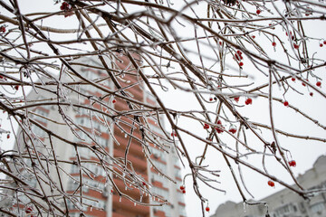 Weather conditions. Red berries in ice hanging on a branch. Winter Ice Age. Frozen berries.