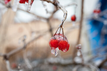Weather conditions. Red berries in ice hanging on a branch. Winter Ice Age. Frozen berries.