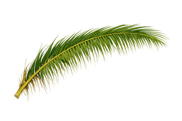 Obraz premium Fresh green palm frond with arching stem and pinnate leaves, tropical plant element on transparent background