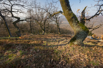 View of golden light filtering through the leafless trees casting shadows on the forest floor, a scene of serene beauty, Tribec, Nitra Region, Slovakia.