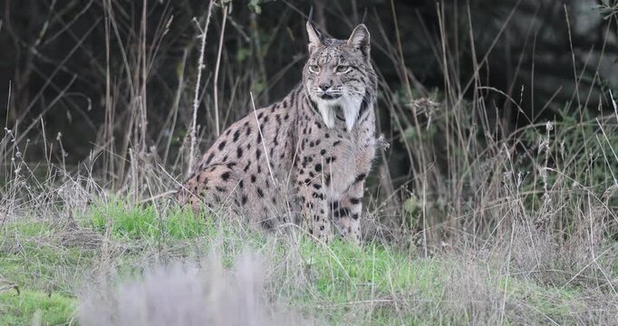 Adult female Iberian Lynx with tracking collar during mating season in late December in a Mediterranean forest on a very cold day