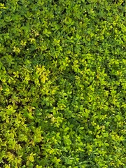 Obraz premium background of green ivy