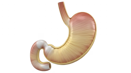 A comprehensive anatomical illustration of the human stomach