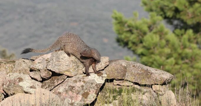 Mongoose on a stone fence of an estate within a Mediterranean forest in the first light of a winter day