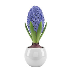 Hyacinth flower in white pot