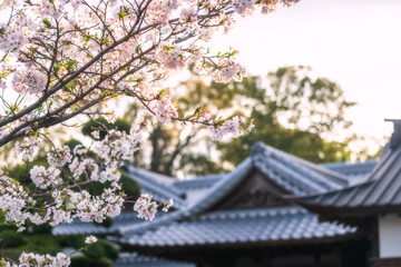 Fototapeta premium Sakura blossom with mihashira shrine at sunset, Yanagawa