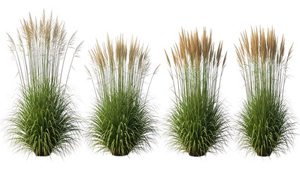Four potted ornamental grasses with feathery seed heads