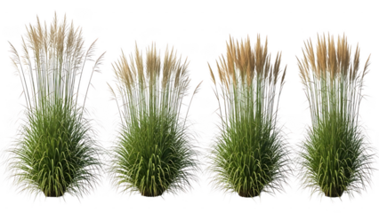 Four potted ornamental grasses with feathery seed heads