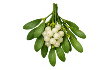 Mistletoe sprig with white berries and green leaves, symbolizing christmas, holidays, and tradition on transparent background