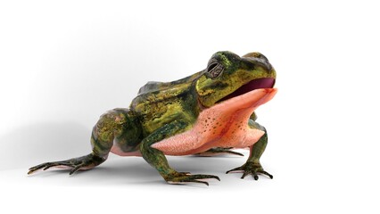 Fototapeta premium common frog on white background