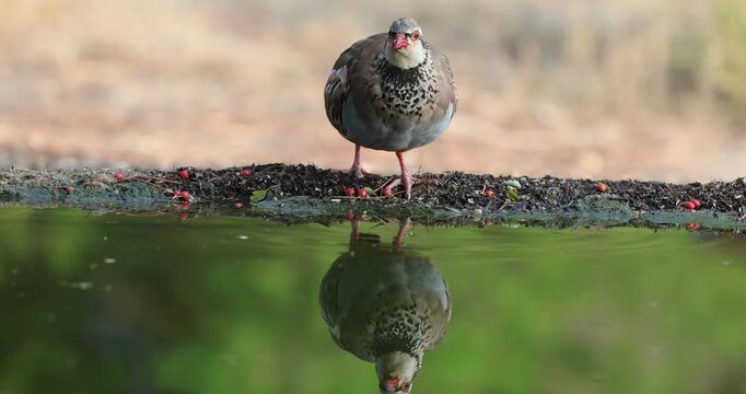 Red-legged partridge drinking at a watering point in a Mediterranean forest of pines and oaks in the sunrise light