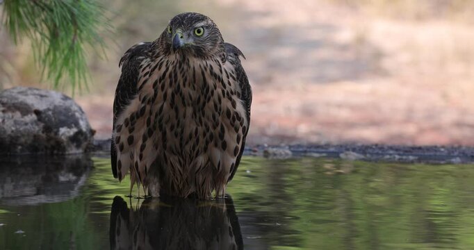 Young female Northern goshawk drinking and bathing at a watering hole in a Mediterranean forest late in the afternoon in late autumn
