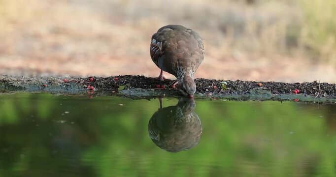 Red-legged partridge drinking at a watering point in a Mediterranean forest of pines and oaks in the sunrise light