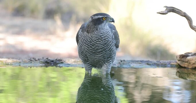 Adult female Northern goshawk drinking and bathing at a water source in a Mediterranean forest late in the afternoon in late autumn