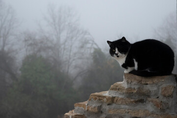 Black and white cat sitting on a stone wall near a rural house on a foggy winter day