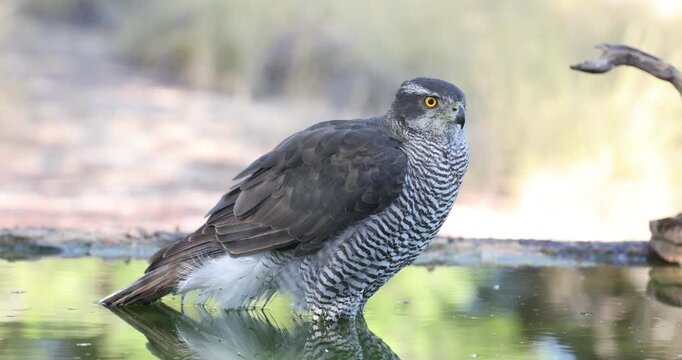 Adult female Northern goshawk drinking and bathing at a water source in a Mediterranean forest late in the afternoon in late autumn