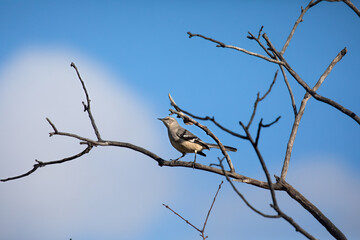 Northern Mockingbird