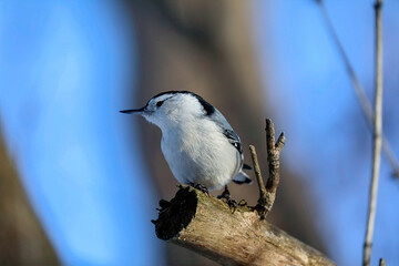 White-Breasted Nuthatch