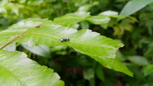 ant on a leaf.  Silver Spiny Sugar Ant walking on fern leaves. 4k footage. Perfect for documentaries about tropical rainforests and World Wildlife Conservation Day on December 4th. Polyrhachis dives