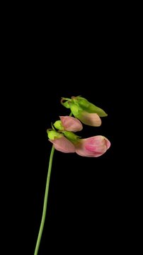 Macro time lapse blooming and wilting Perennial sweet pea or Broad-leaved everlasting pea (Lathyrus latifolius) flower on pure black background