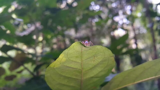 Thiania bhamoensis (Jumping Spider) stands on a leaf like a king and then jumps. 4k footage. Perfect for documentaries about tropical rainforests and World Environment Day on June 5th. Salticidae