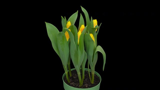 Time lapse blooming yellow Tulip flowers, isolated on pure black background