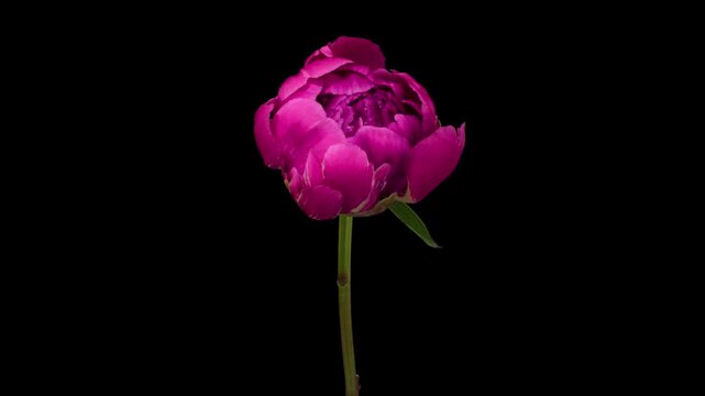 Macro time lapse blooming pink peony flower, isolated on pure black background