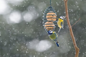 Winter garden scene with blue tit birds eating a fat ball.