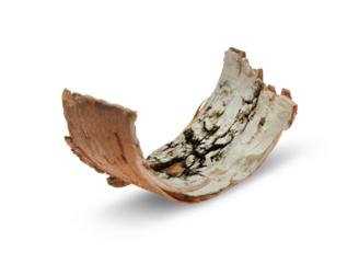 A piece of birch bark isolated on a transparent background