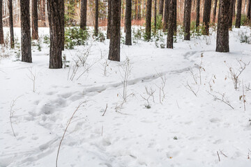 A winding snowy path runs through a pine forest. Winter walks in the fresh air in the forest