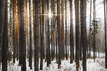 A beautiful sunset in a pine forest. Landscape with tall, slender trees in a winter forest