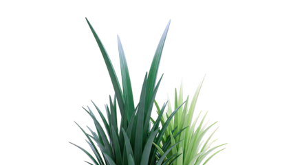 Green Grass Blades on White Background