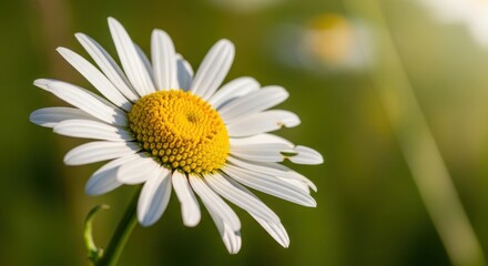 Close up view features a single white and yellow blossom basking in bright sunlight