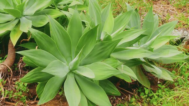 Close-up footage capturing the beautiful, smooth, and spineless rosettes of Agave attenuata plants, known as foxtail or lion's tail agave, thriving in the arid plant collections at the Koko Crater Bot