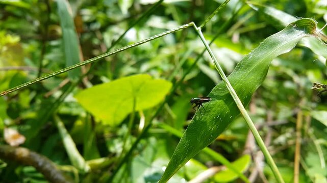 4k Footage of Hermetia illucens (Black Soldier Fly) resting on a plant leaf in focus in the foreground. World Nature Conservation Day is July 28. Shot in a tropical rainforest. Stratiomyidae 