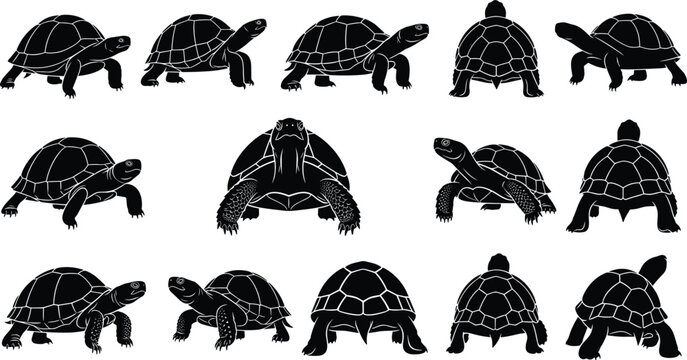 Set of turtle silhouettes in multiple poses, black reptile icons of tortoise walking and standing, wildlife vector collection