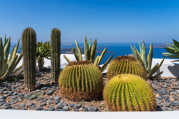 Cactus and plants on a stone bed overlooking the Agean Sea in Imerovigli, Santorini, Greece