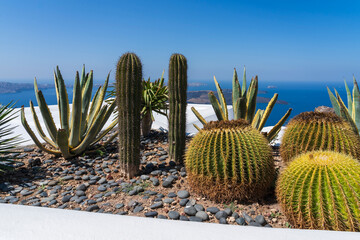 Cactus and plants on a stone bed overlooking the Agean Sea in Imerovigli, Santorini, Greece