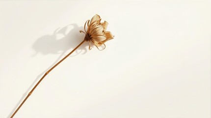Single dried flower stem for Valentine editorial articles and emotional branding
