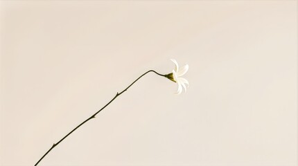Single bent flower stem isolated for Valentine storytelling and content