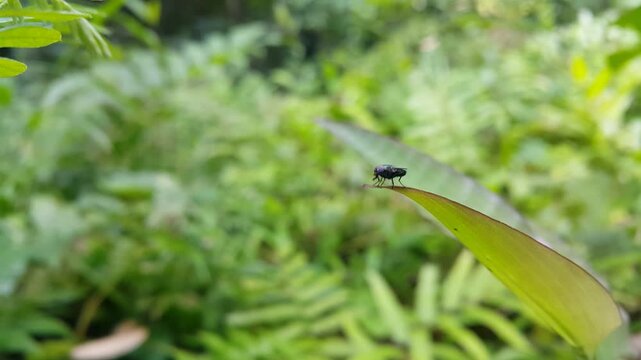 4k aesthetic footage of The Black Soldier Fly (BSF), scientifically known as Hermetia illucens, resting on a plant leaf in focus in the foreground. World Environment Day on June 5th. jungle
