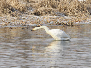 沼に浮かぶオオハクチョウ