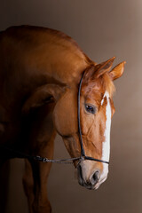 Beautiful red horse in the studio