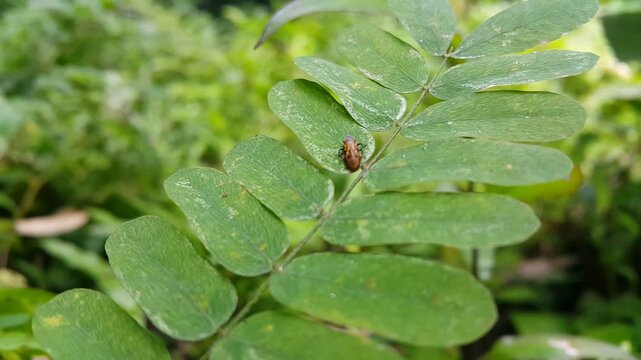 Aphrophoridae (Froghopper) on abrus leaves. 4k footage. Perfect for documentaries about tropical rainforests and World Wildlife Conservation Day on December 4th. True Spittlebugs, Liorhina, Cercopidae