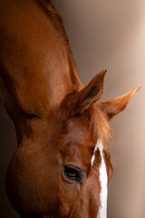 Beautiful red horse in the studio