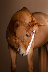 Beautiful red horse in the studio