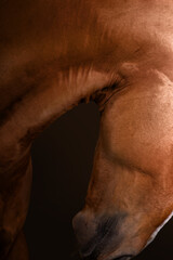 Beautiful red horse in the studio